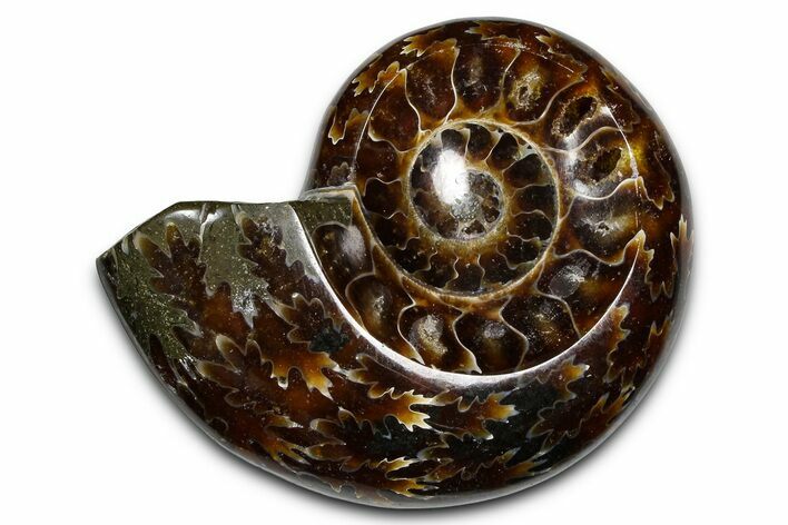 Polished Fossil Ammonite Dish - Madagascar #383904